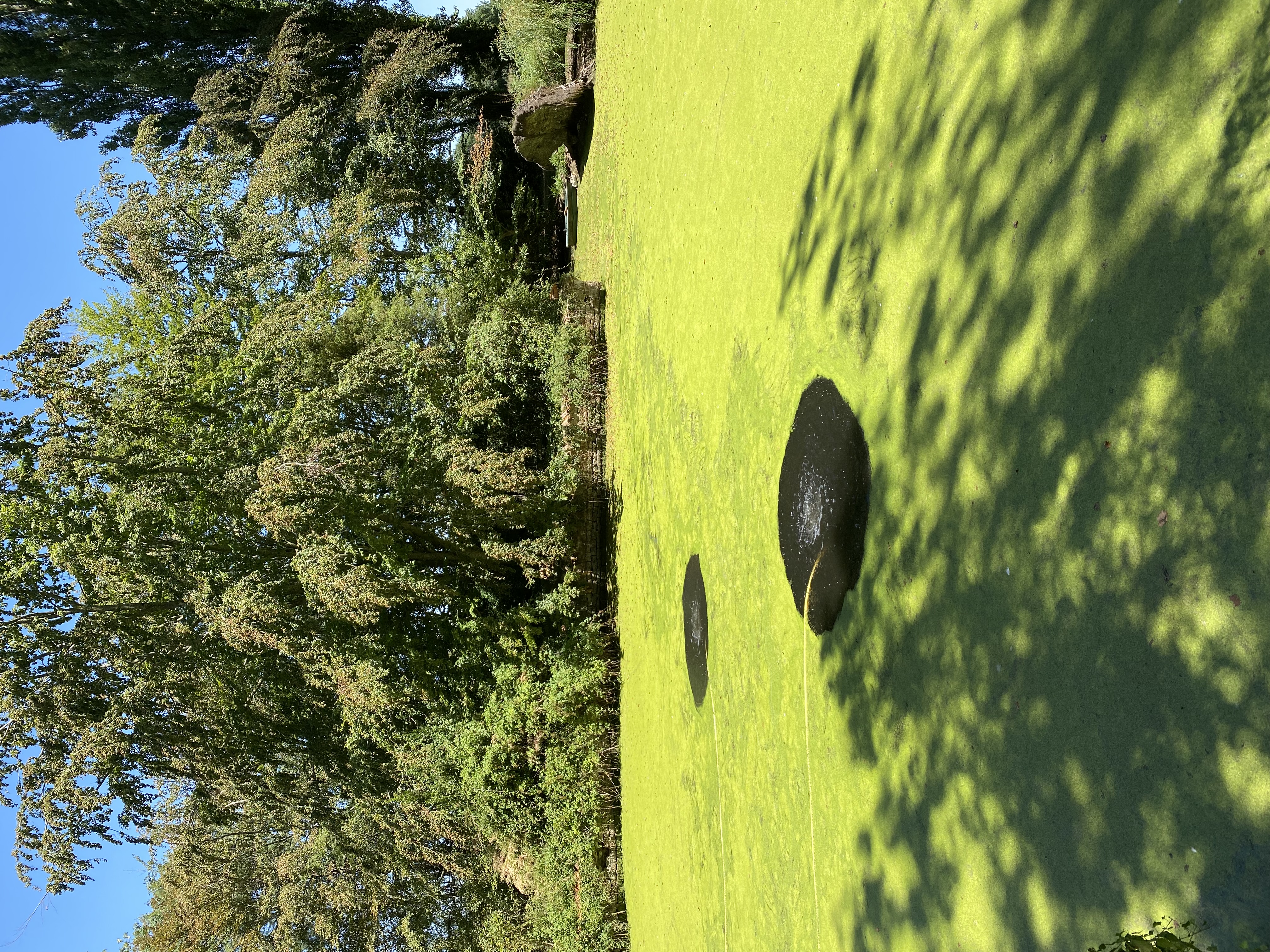 AirLac diffusers clearing duckweed on a lake surface
